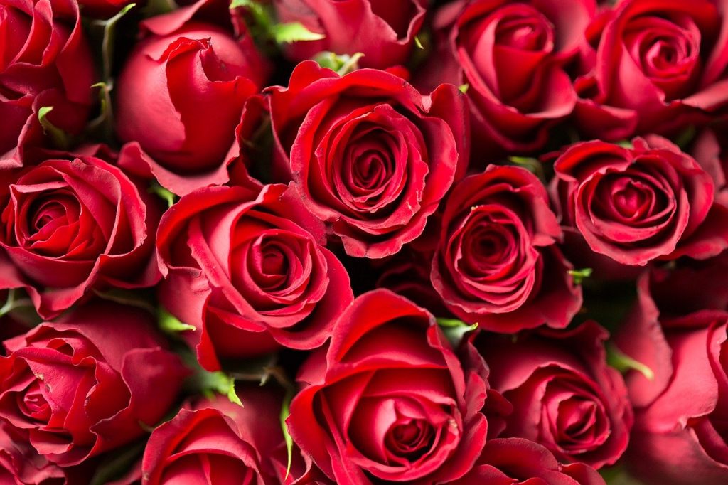 origines-de-la-saint-valentin-faire-la-fête-comment-est-elle-célébrée-à-jtaïwan-offrir-une-rose