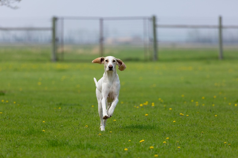 Chien de race Porcelaine