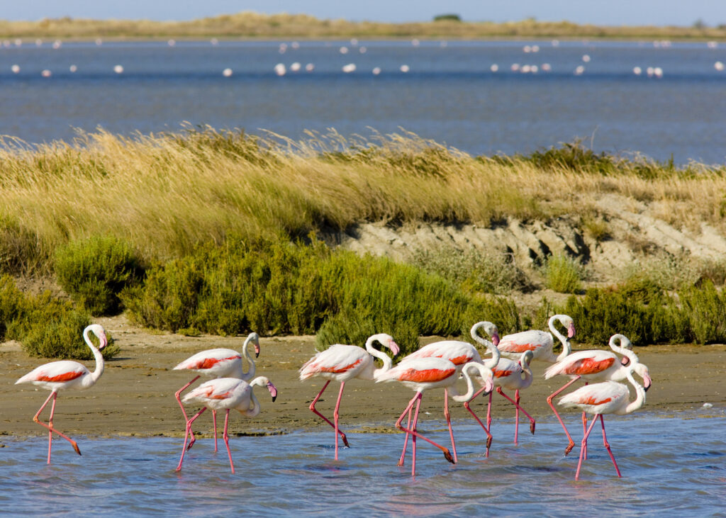 La Camargue et ses étendues sauvages.