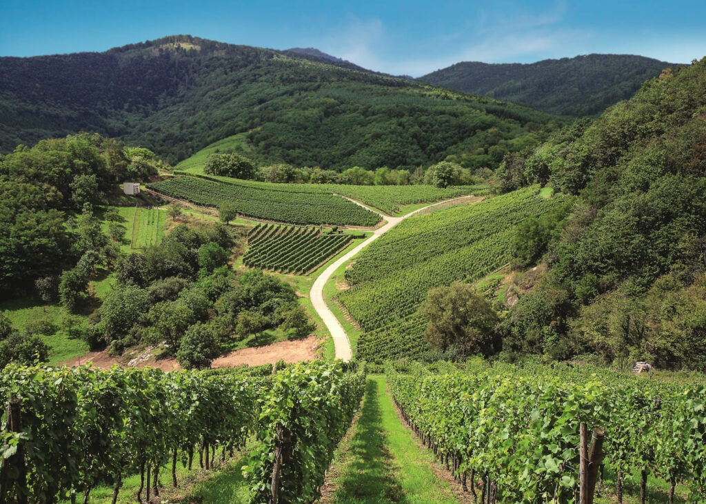 Les vignes de Champagne vues du haut.