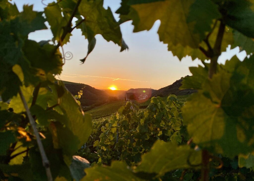 conseils-visite-vignoble