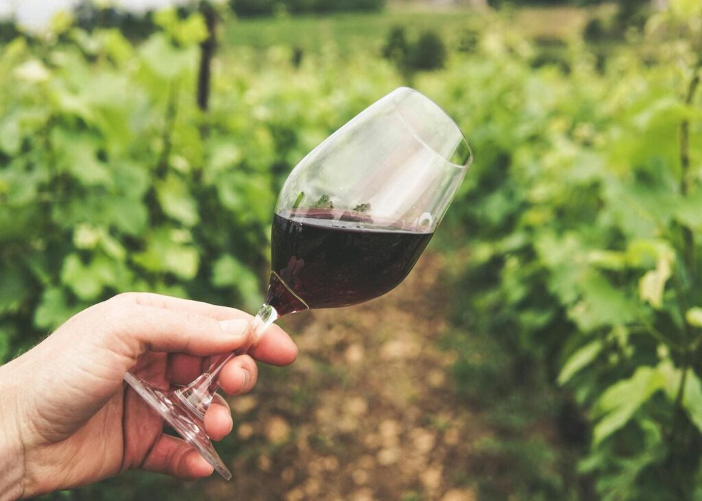 tourisme-vignoble