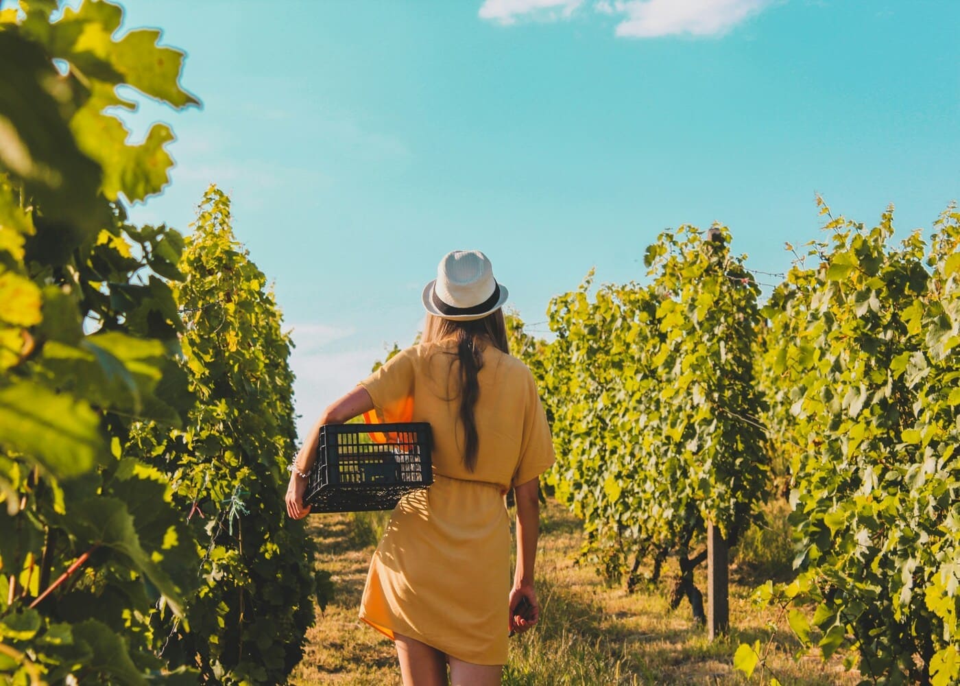 visite-vignobles-france-europe