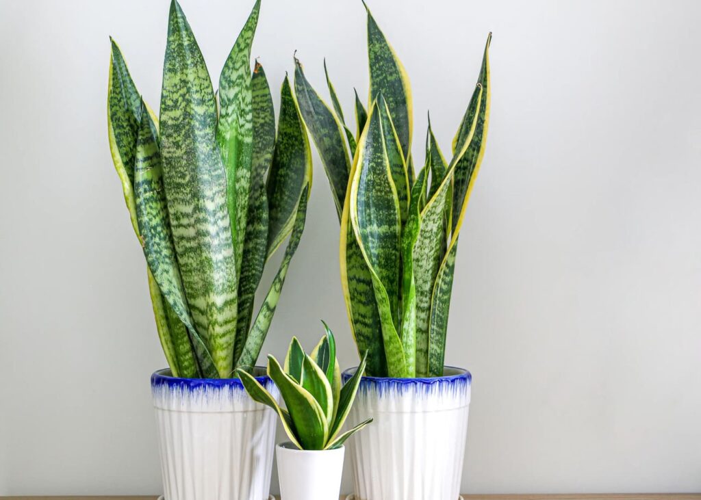 idee-cadeau-fete-des-meres-pas-chere-plante-sansevieria