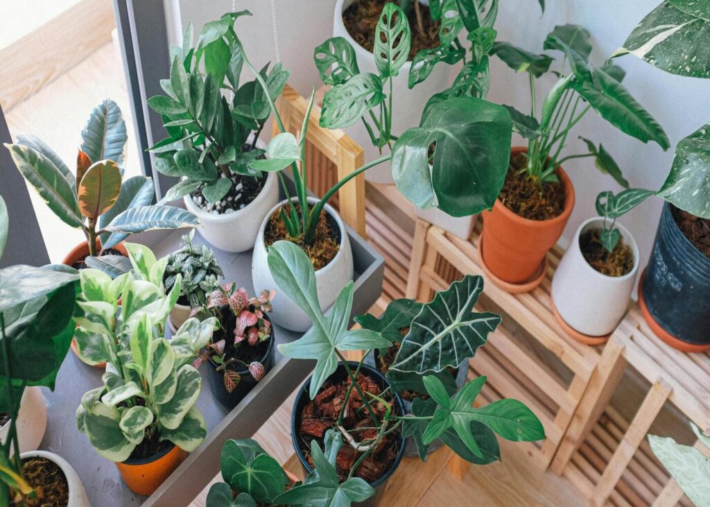 idee-cadeau-fete-des-peres-derniere-minute-jardin-interieur