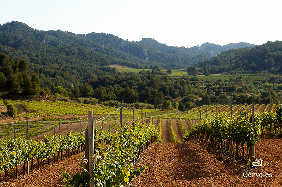 CÉRVOLES CELLER - photo 2