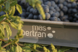 MAS BERTRAN