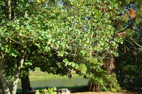 La Marronnière - photo 4