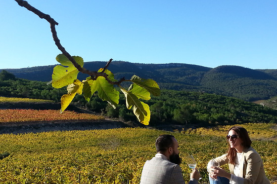 MAS RODO VITIVINICOLA - photo 0