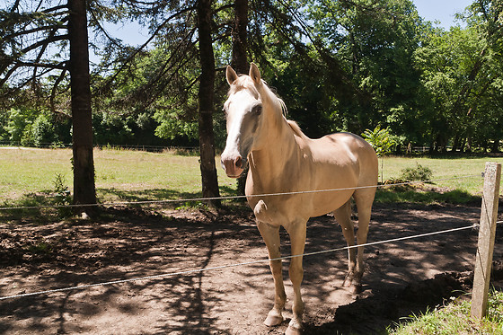 Domaine de Bernou - photo 8