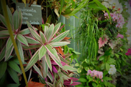 Terra Botanica
