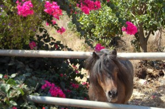 Agro Antico B&B - photo 0
