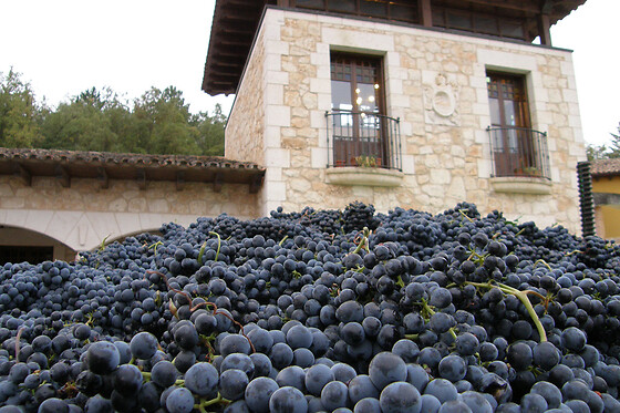 BODEGAS ISMAEL ARROYO - VALSOTILLO - photo 7