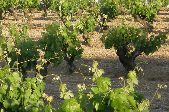 BODEGAS ISMAEL ARROYO - VALSOTILLO - photo 14