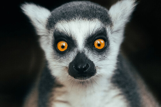 Billet pour le Parc Zoo du Reynou proche de Limoges (87)