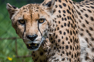 Billet pour le Parc Zoo du Reynou proche de Limoges (87)