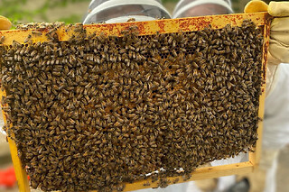Stage 1/2 journée Apiculture à Paris