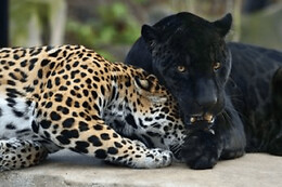 Funbooker