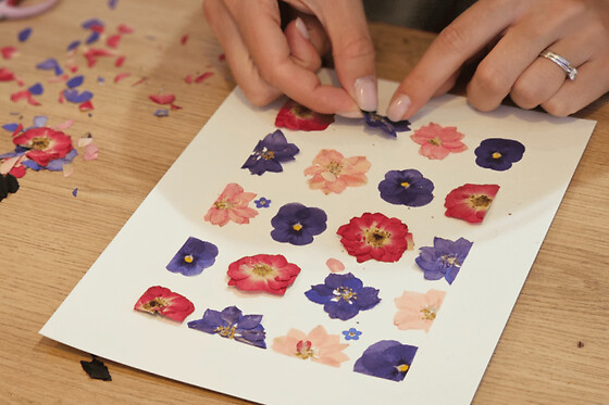 Atelier création d'un herbier  à Mouvaux (59)