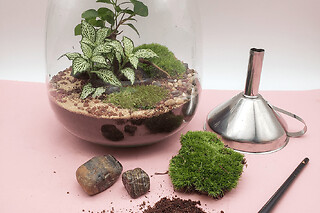 Atelier Terrarium à Strasbourg (67)