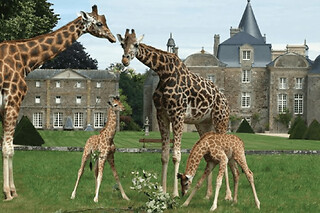 Billet pour le Zoo et le Château de la Bourbansais à Pleugueneuc