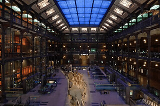 Billet coupe-file pour la Grande Galerie de l'Evolution
