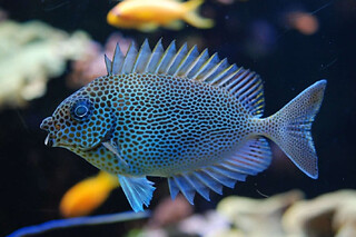 Billet pour l'Aquarium tropical de la Porte Dorée