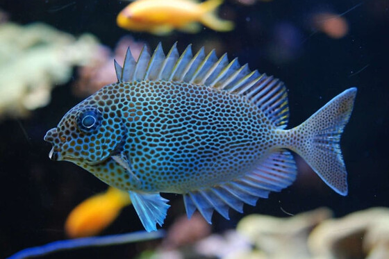 Billet pour l'Aquarium tropical de la Porte Dorée