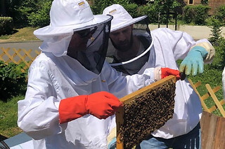 Stage journée Apiculture à Paris