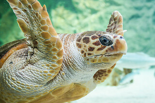 Billet pour l'Aquarium de Biarritz (64)