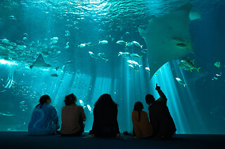 Billet pour l'Aquarium Nausicaá (62)