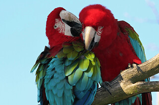 Billet pour le Parc des Oiseaux (01)
