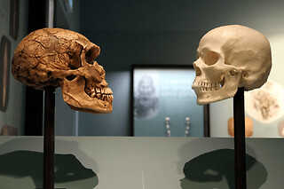 Visite de la Grotte et Cité de la Préhistoire à Orgnac-l'Aven