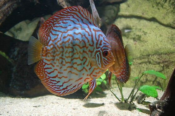 Billet pour l'Aquarium des Tropiques  (26)