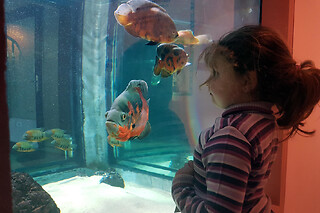 Billet pour l'Aquarium des Tropiques  (26)