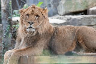 Billet pour Touroparc Zoo  (71)