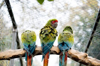 Billet pour Touroparc Zoo  (71)