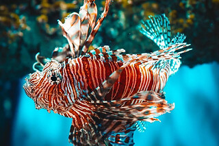 Billet pour l'Aquarium Oniria