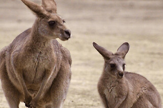 Billet pour le Parc Australien (11)