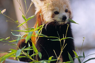 Billet coupe-file pour le Zoo du Jardin des Plantes