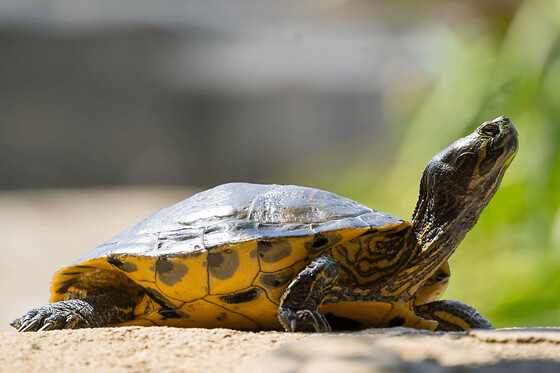 Billet pour La Vallée des Tortues (66)