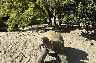 Billet pour La Vallée des Tortues (66)