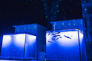 Fish SPA à Paris 2ème