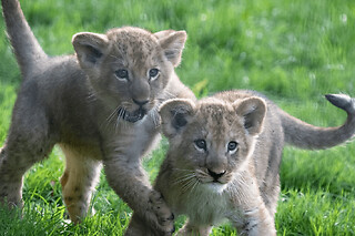 Billet pour le Zoo de Cerza (14)