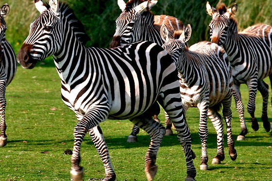 Billet pour le Zoo de Champrépus (50)