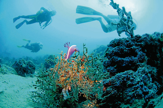 SCUBA PLUS - photo 7