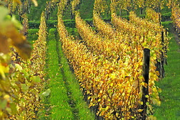 Agriturismo Giardini di Eidos