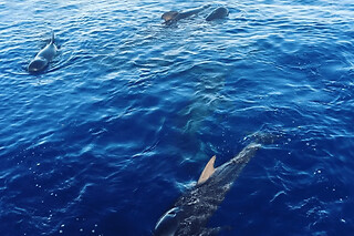 Balade en bateau privatisé au départ de Monaco - Demi-journée - 4h