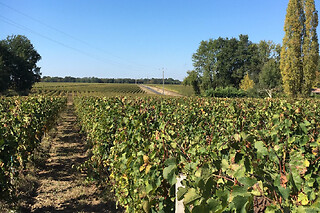 Dégustation de vin à Saint-Emilion (33)