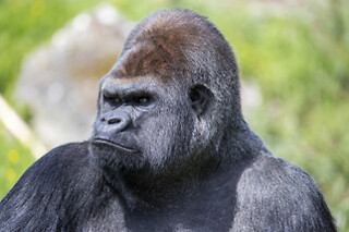 Zooparc de Beauval -  1 jour pour 1 adulte